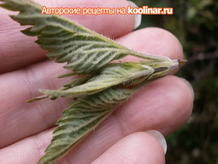 Шафрановое ризотто с молодой крапивой: шаг 2