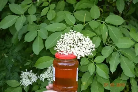 Мед из бузины.: шаг 9