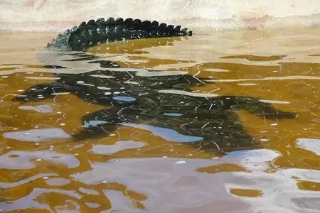 К р о к о д и л  на  г р и л е: шаг 1