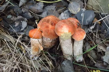 Зразы из щуки с подосиновиками: шаг 3
