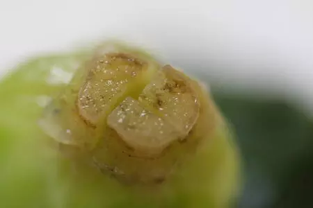 Шпинат. закуска для самурая: шаг 5