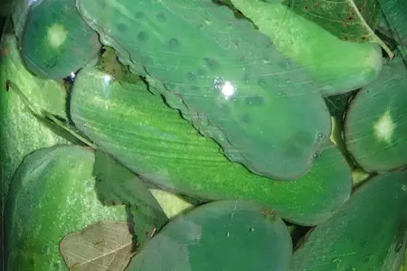 Хрустящие маринованные огурчики: шаг 3