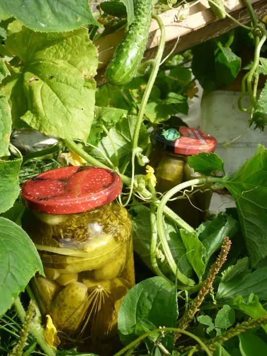 Маринованные огурцы и не только: шаг 4