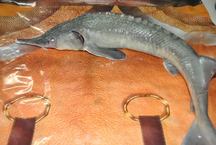 Деликатесный осетр, фаршированный к празднику или very important fish: шаг 1
