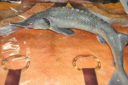 Деликатесный осетр, фаршированный к празднику или very important fish: шаг 1