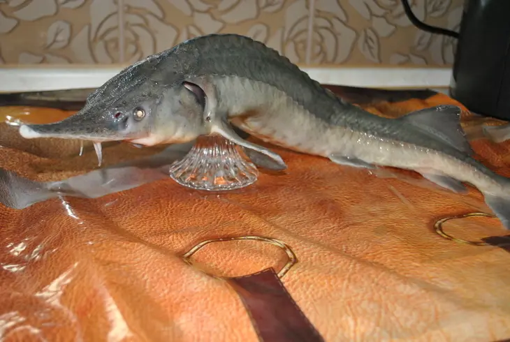 Деликатесный осетр, фаршированный к празднику или very important fish: шаг 2