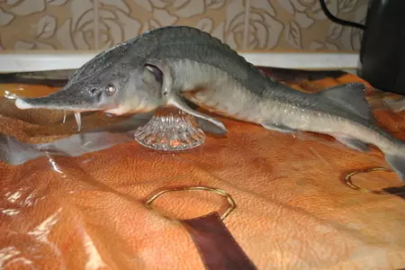 Деликатесный осетр, фаршированный к празднику или very important fish: шаг 2