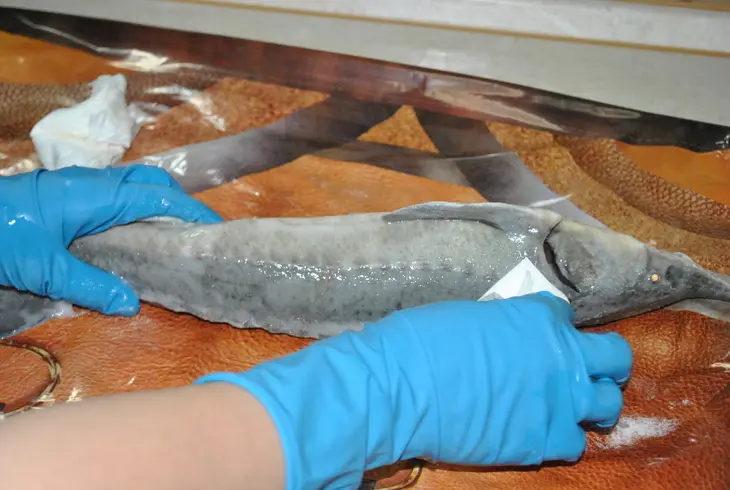 Деликатесный осетр, фаршированный к празднику или very important fish: шаг 3