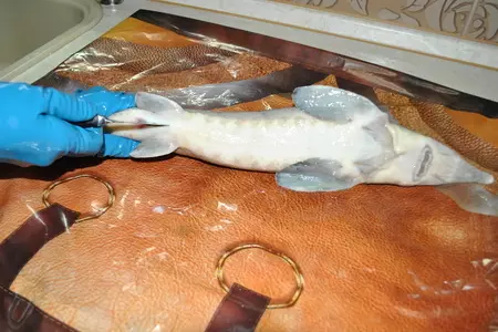 Деликатесный осетр, фаршированный к празднику или very important fish: шаг 4