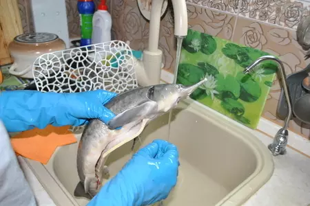 Деликатесный осетр, фаршированный к празднику или very important fish: шаг 5