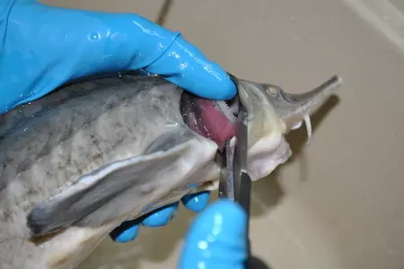 Деликатесный осетр, фаршированный к празднику или very important fish: шаг 6