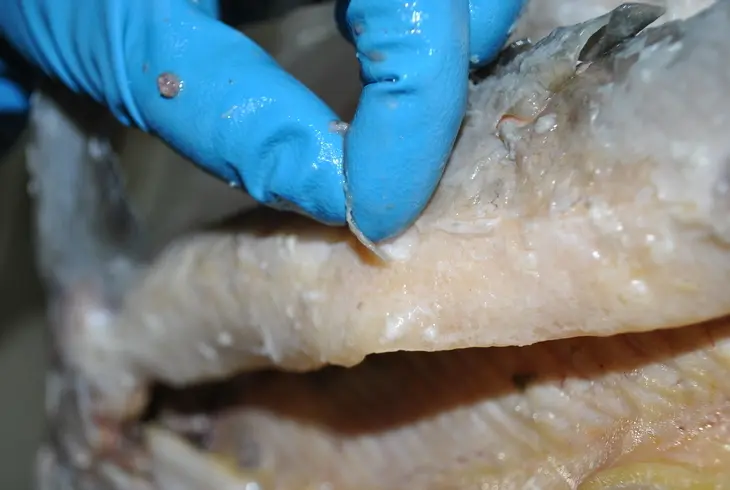 Деликатесный осетр, фаршированный к празднику или very important fish: шаг 8