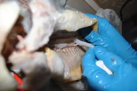 Деликатесный осетр, фаршированный к празднику или very important fish: шаг 9