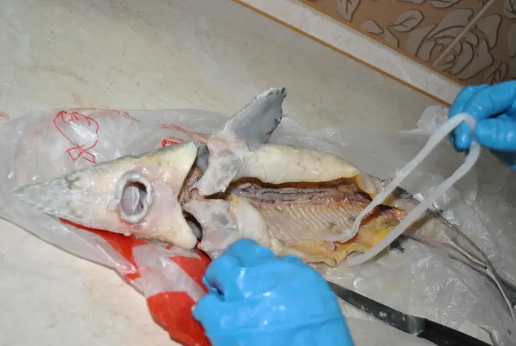 Деликатесный осетр, фаршированный к празднику или very important fish: шаг 10