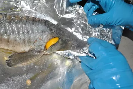 Деликатесный осетр, фаршированный к празднику или very important fish: шаг 14