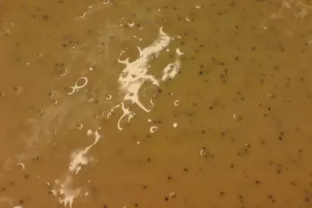 Лимонные блины с маком и лимонным соусом: шаг 4