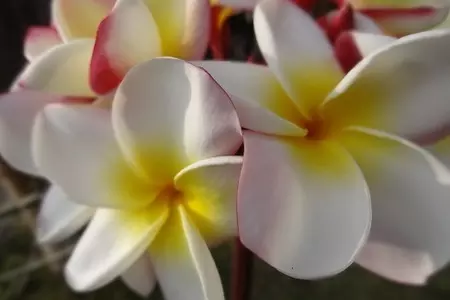 Итальянские колбаски: шаг 1