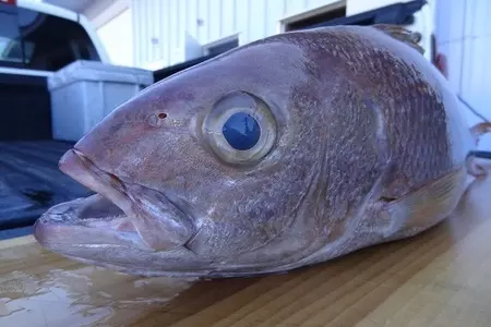 Морской окунь с беконом и спаржей на гриле: шаг 1