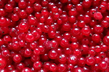 Мясной соус из красной смородины: шаг 1