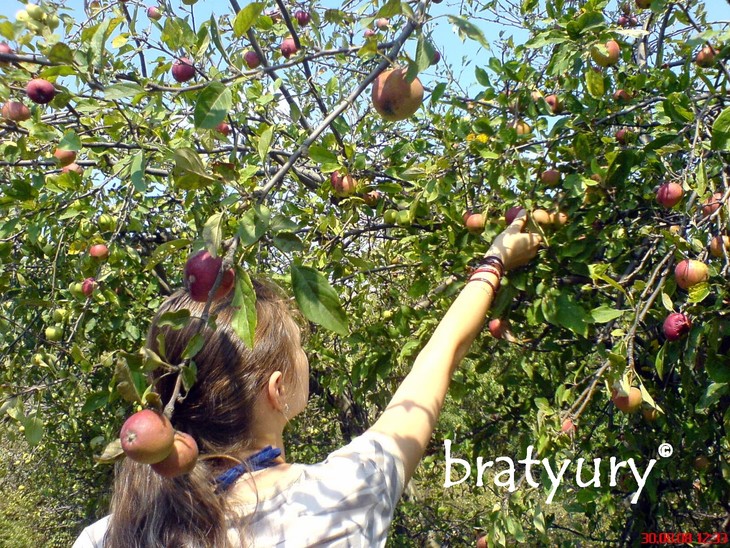 Шарлотка из свежайших диких яблок с грецкими орехами: шаг 1