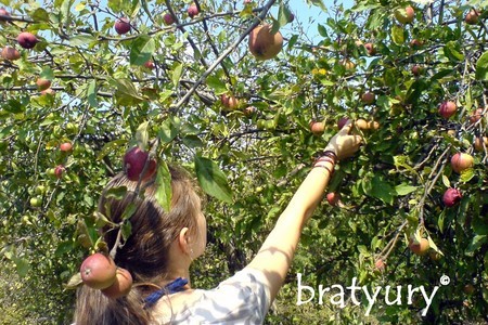 Шарлотка из свежайших диких яблок с грецкими орехами: шаг 1