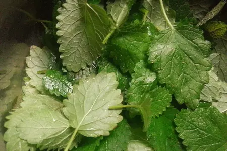 Десерт из мятных сливок с белым шоколадом и дыни: шаг 1