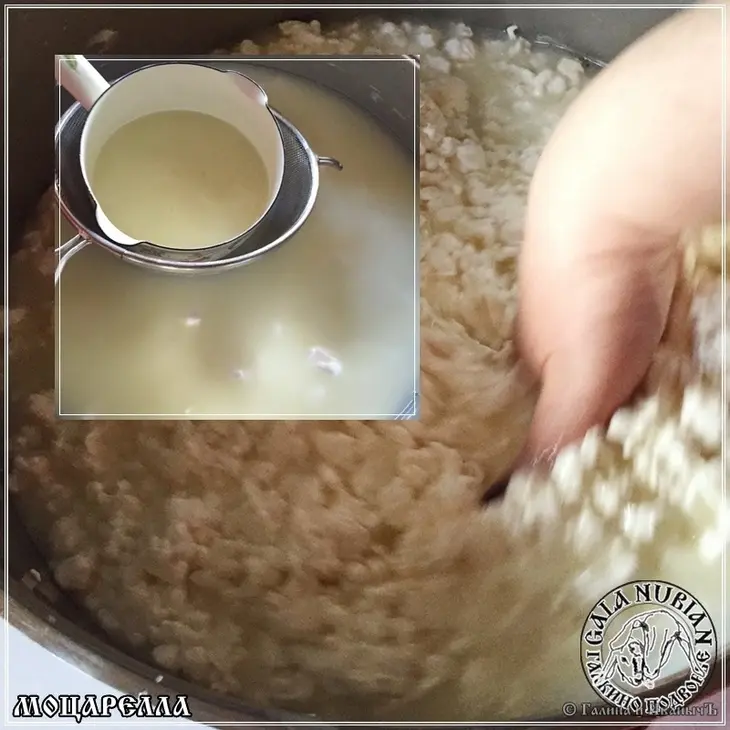 Моцарелла ... сыр из сыворотки молока англо - нубийских коз: шаг 5
