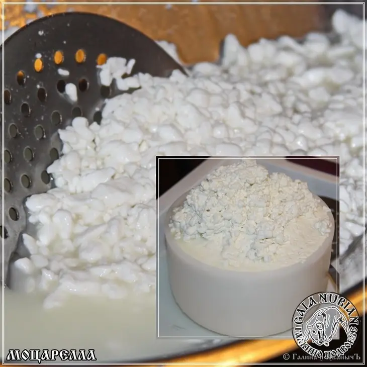 Моцарелла ... сыр из сыворотки молока англо - нубийских коз: шаг 6