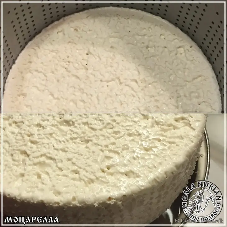 Моцарелла ... сыр из сыворотки молока англо - нубийских коз: шаг 7