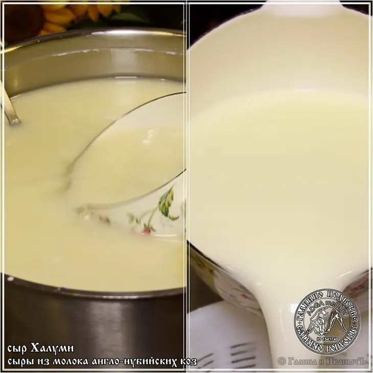 Сыр халуми и анари ... из молока англо-нубийских коз: шаг 8