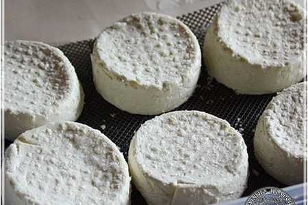 Сыр кроттен … из молока англо-нубийских коз: шаг 12