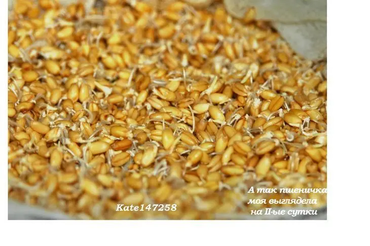 Салат из сладкого перца, пророщенной пшеницы с яблоками и кедровыми орешками: шаг 4