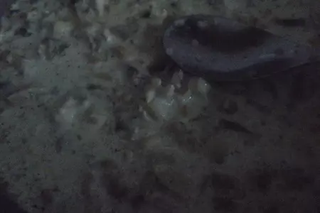 Грибной жульен в кабачках: шаг 6