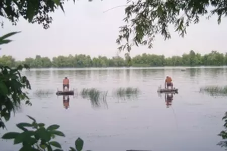 Холодец из головы толстолобика: шаг 1