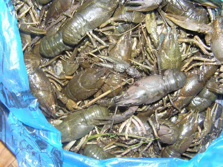 Раки в квасе: шаг 1