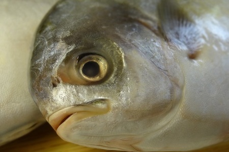 Фото к рецепту: Рыба на вкусной подушке