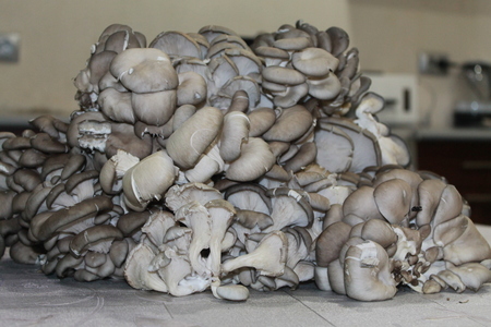Маринованные грибы вёшенка 