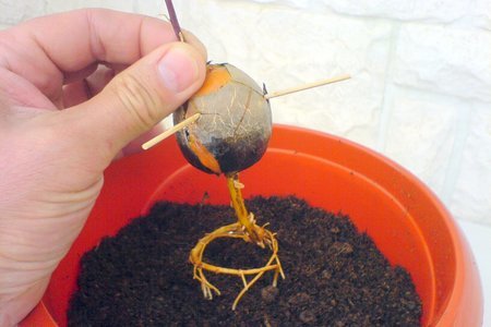 Авокадо. как его съесть и посадить - ii