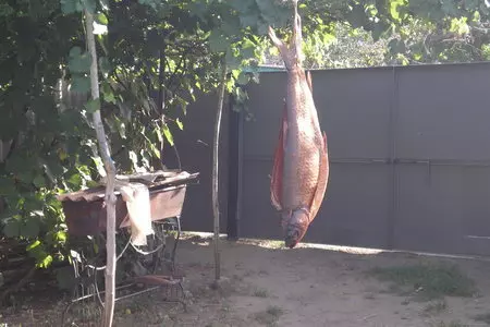 Копчение рыбы холодным способом