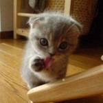 lanay_l