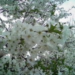 леди28