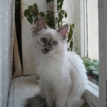 nkoldaeva