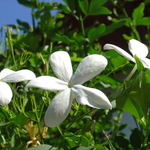 камар