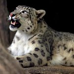 alpencat