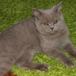 brucha