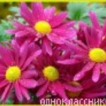 алиюша