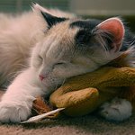 светлана13