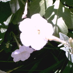 leno4ka1112