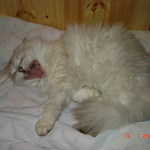 ilin49