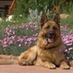 borka3